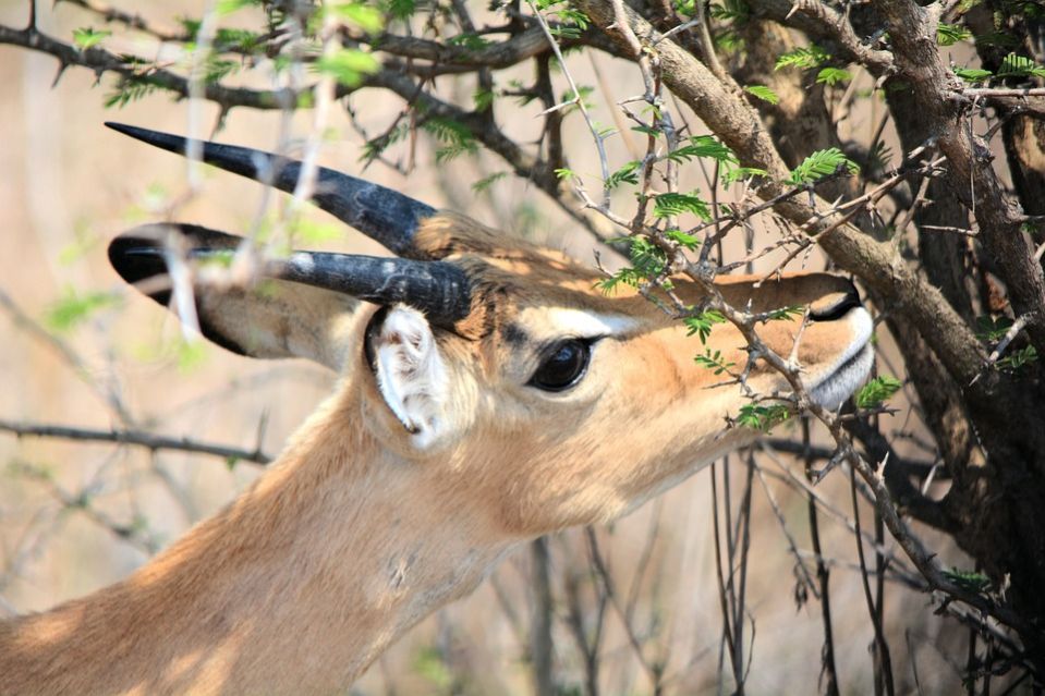 Common Reedbuck – Action Safari